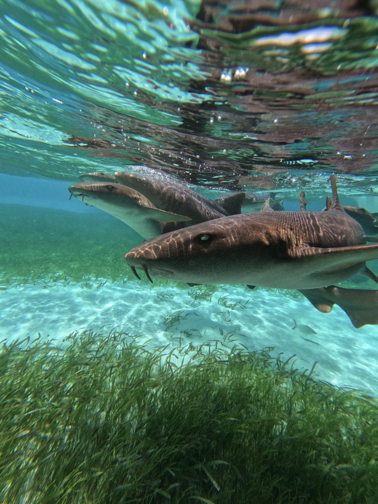 DCIM100GOPROGOPR1268.JPG